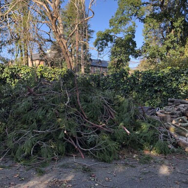 SAP Tree Collapse 2022